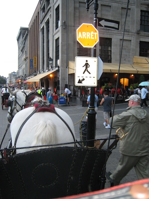 Duke the horse (07-28-2008 17:51)