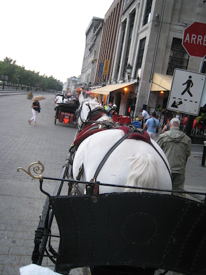 Duke the horse (07-28-2008 17:51)