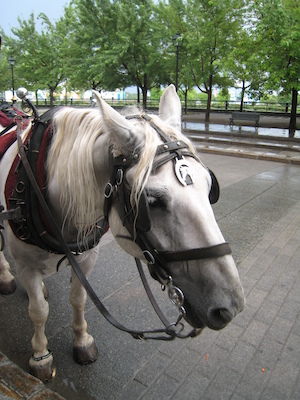 Duke the horse (07-28-2008 18:22)