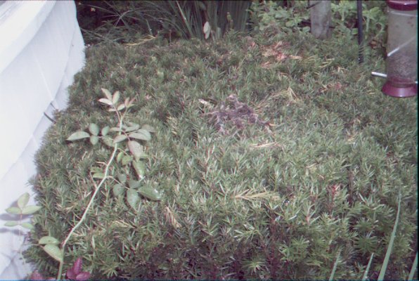 IMG_1013 (08-14-2008 20:56)