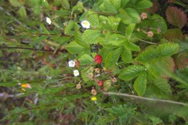 Wild strawberries