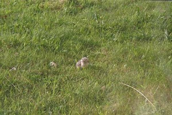 A baby seagull