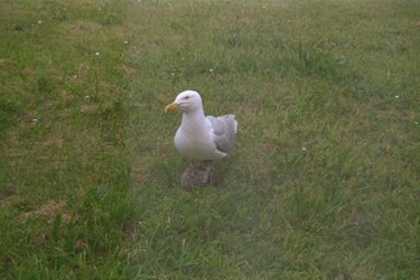 A big seagull sitting on the baby