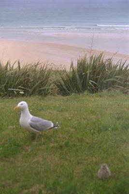 A big seagull and the baby