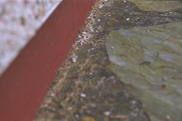 A failed attempt to photograph the seagull