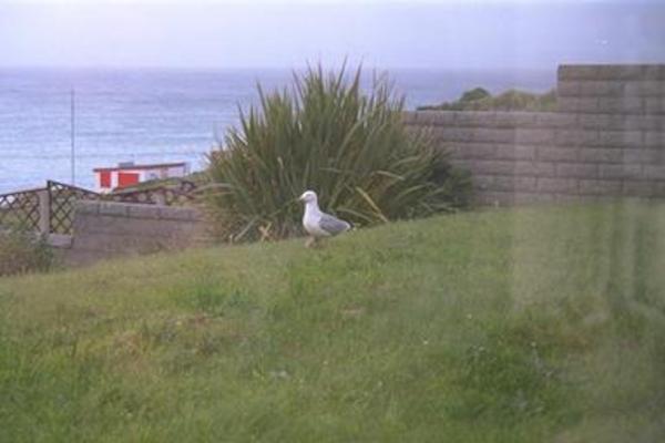 A big seagull sitting on the baby