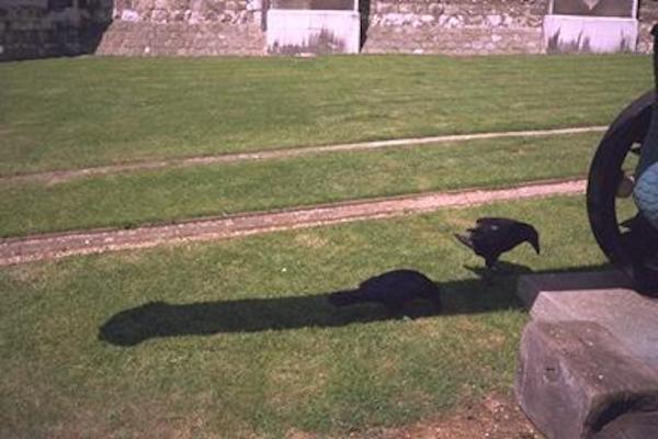The crows at the Tower