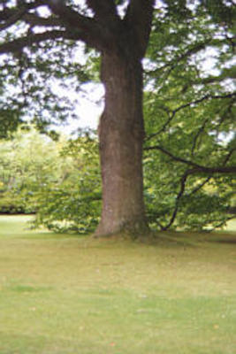 Tree at Bodnant
