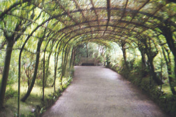 Laburnum arch at Bodnant