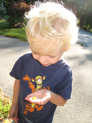 Cole and the caterpillar (09-03-2008 07:53)