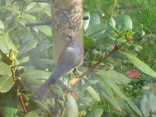 Bird eating (10-14-2008 15:33)