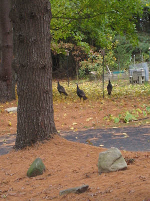 Turkeys (10-25-2008 10:12)