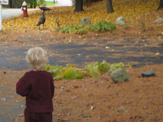 Cole chasing the turkeys (10-25-2008 10:12)