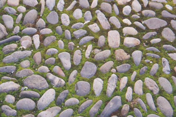 Cobblestones and moss
