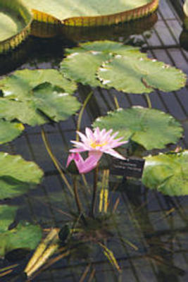 Kew waterlilly