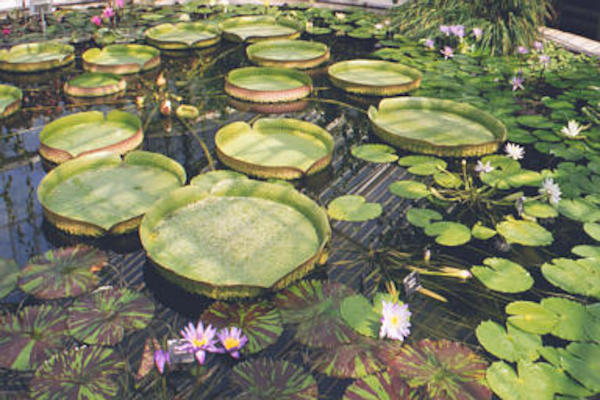 Kew waterlilly
