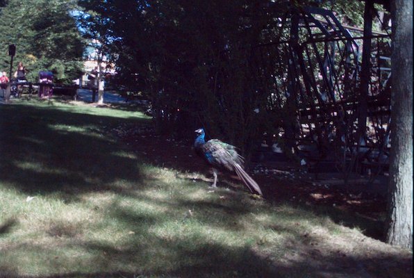 IMG_1051 (02-11-2009 23:10)