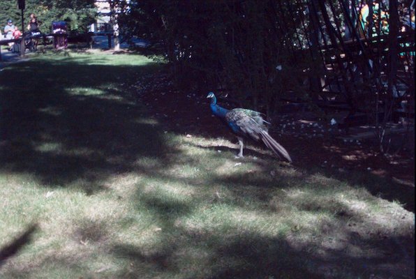 IMG_1052 (02-11-2009 23:10)