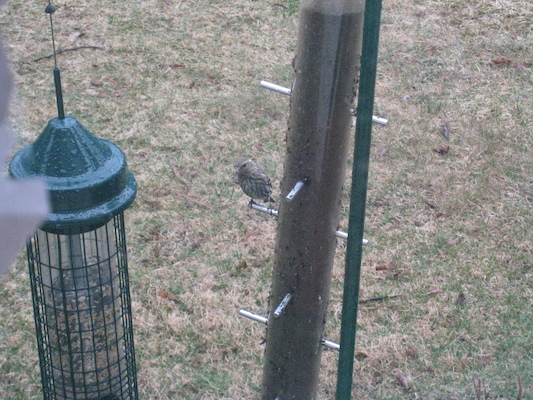 Grumpy wet sparrow (03-29-2009 16:23)
