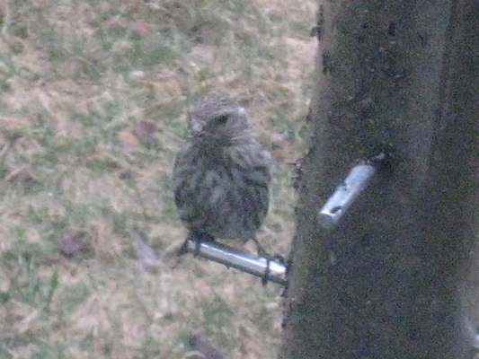 Grumpy wet sparrow (03-29-2009 16:24)