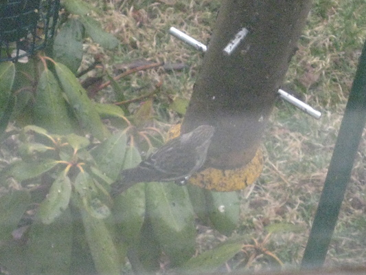 Grumpy wet sparrow (03-29-2009 16:25)
