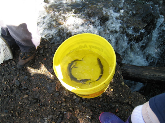 Herring! (05-30-2009 09:32)