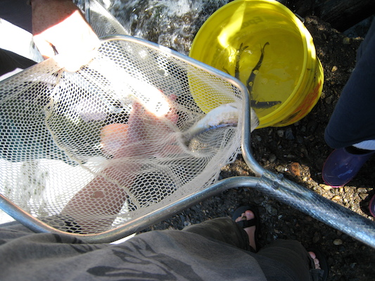 Herring! (05-30-2009 09:32)