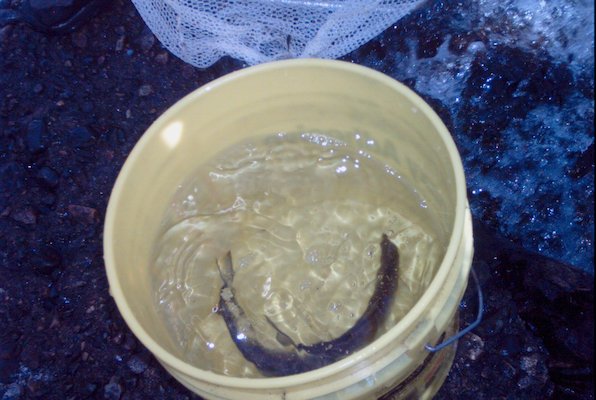 IMG_1278 (05-30-2009 20:21)