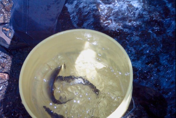 IMG_1279 (05-30-2009 20:21)