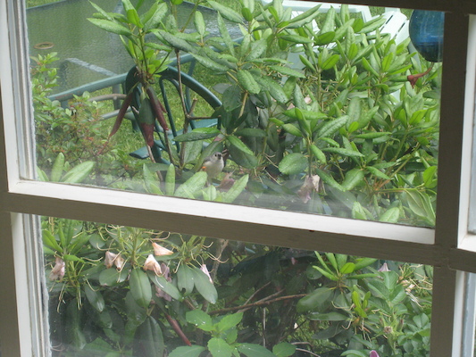 Bird in the bush (06-15-2009 15:58)