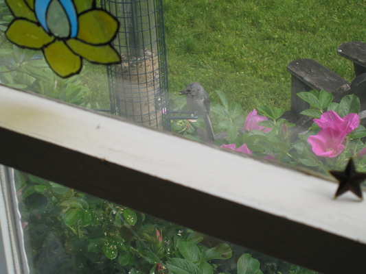 Bird in the bush (06-15-2009 16:02)