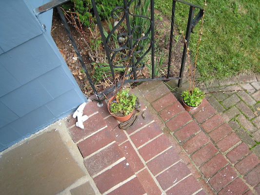 Snakes sunning (06-15-2009 16:08)