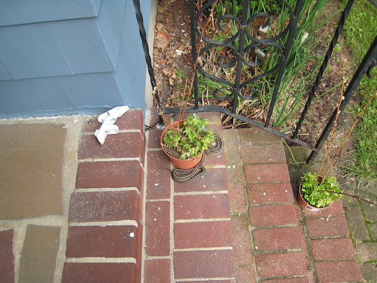 Snakes sunning (06-15-2009 16:08)