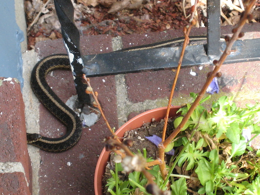 Snakes sunning (06-15-2009 16:14)