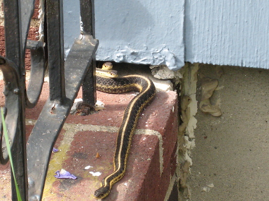 Snakes sunning (06-15-2009 16:16)