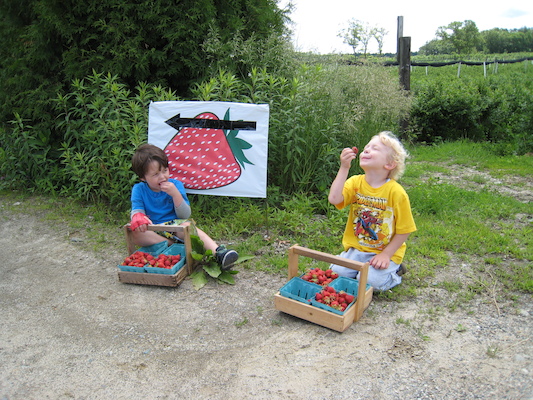 Jamie and Cole picking strawberries (06-16-2009 10:57)