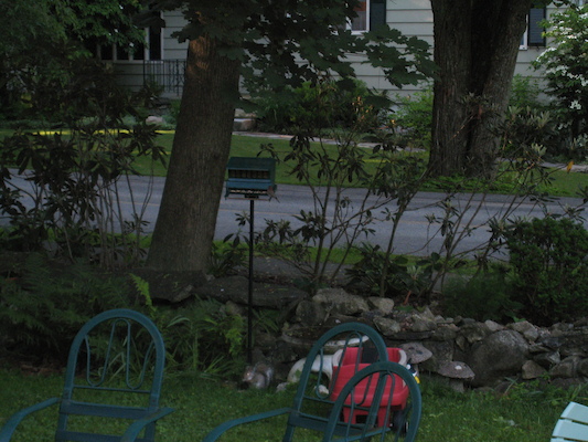 Bird feeding (06-17-2009 06:59)