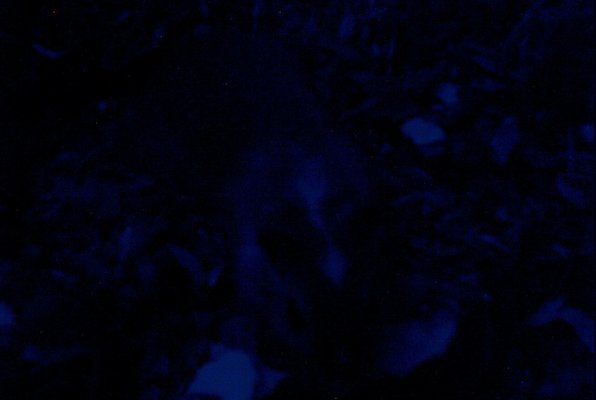 IMG_1323 (06-20-2009 08:17)