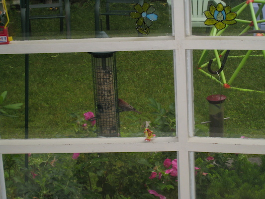 Pretty red bird (06-21-2009 07:16)