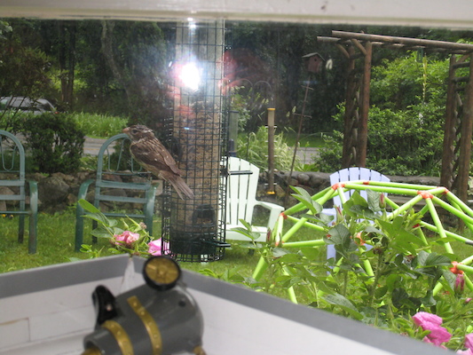 Not a sparrow (06-22-2009 08:03)