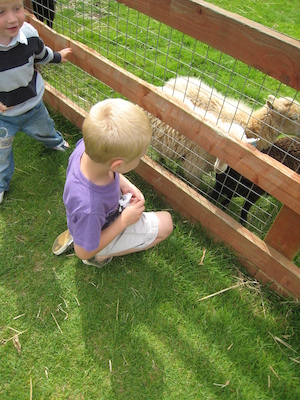 Tim feeding the sheep (07-05-2009 11:51)