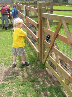 Cole feeding the sheep (07-05-2009 11:52)