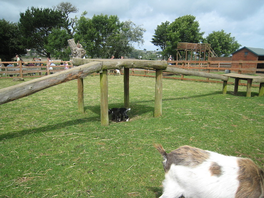 Pygmy kids (07-05-2009 11:58)