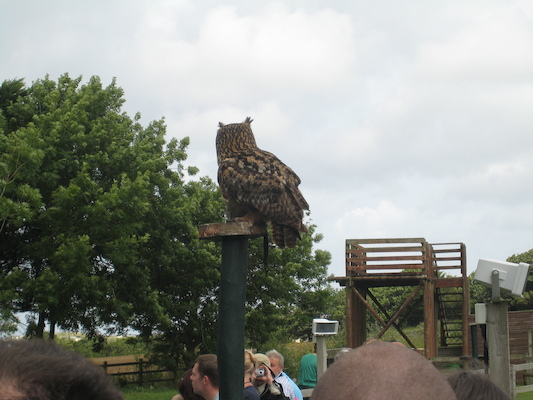 Owl (07-05-2009 12:05)