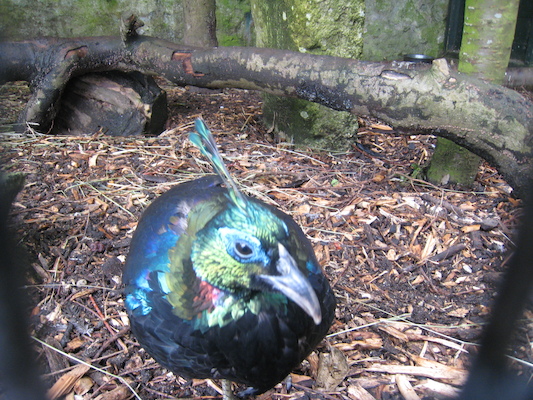 Iridescent bird (07-05-2009 13:16)