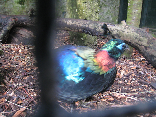 Iridescent bird (07-05-2009 13:16)
