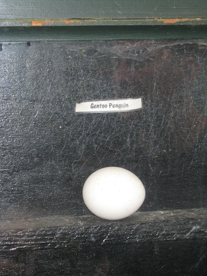 Gentoo penguin egg (07-05-2009 13:18)