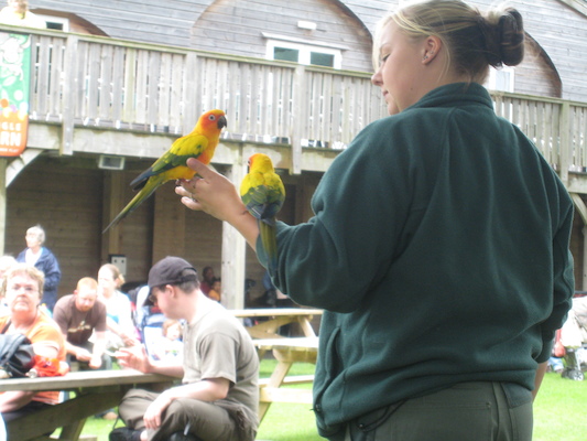 Birds (07-05-2009 15:33)