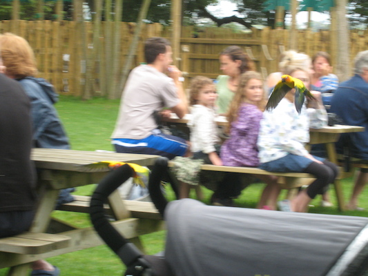 Bird flying (07-05-2009 15:36)