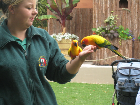 Birds (07-05-2009 15:36)